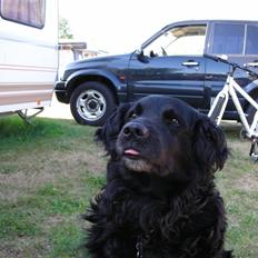 Blanding af racer thais