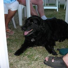 Blanding af racer thais