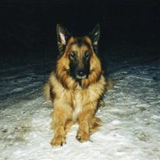 Schæferhund Niko *død* :'( --min---