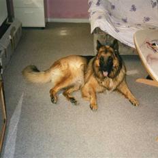 Schæferhund Niko *død* :'( --min---