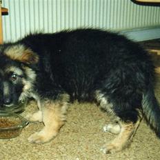 Schæferhund Niko *død* :'( --min---