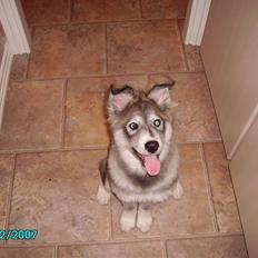 Blanding af racer Chilli