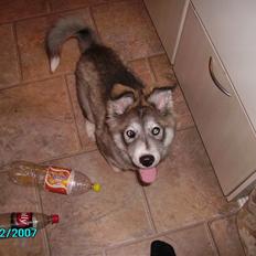 Blanding af racer Chilli