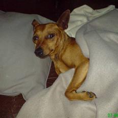 Dvaergpinscher buller