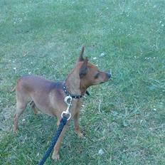 Dvaergpinscher buller