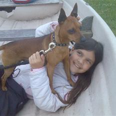 Dvaergpinscher buller