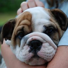 Engelsk bulldog Pedro