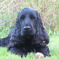 Cocker spaniel Balder
