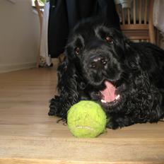 Cocker spaniel Balder