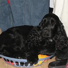 Cocker spaniel Balder