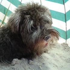 Dvaergschnauzer Olfert