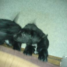 Blanding af racer skarledt og dasey