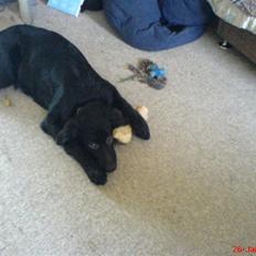 Blanding af racer skarledt og dasey