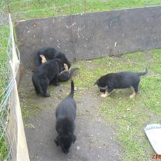 Blanding af racer skarledt og dasey