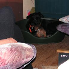 Blanding af racer gizmo (R.I.P 11-01/08) 