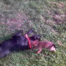 Blanding af racer gizmo (R.I.P 11-01/08) 