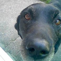 Labrador retriever bella <3<3død£>£> tud tud