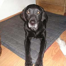 Labrador retriever bella <3<3død£>£> tud tud