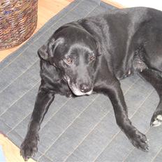 Labrador retriever bella <3<3død£>£> tud tud