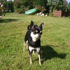 Chihuahua Óhegyi de-lux Emma