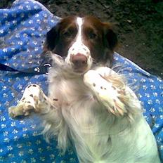 Engelsk springer spaniel tikki  R.I.P