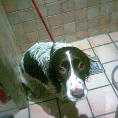 Engelsk springer spaniel tikki  R.I.P