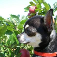 Chihuahua Óhegyi de-lux Emma