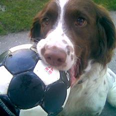 Engelsk springer spaniel tikki  R.I.P