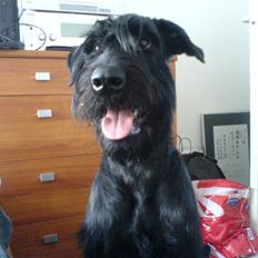 Riesenschnauzer Zantos