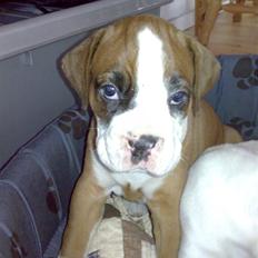 Boxer Matilde