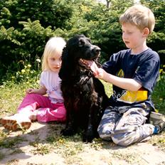 Cocker spaniel Bonnie (død 4 maj 2008)