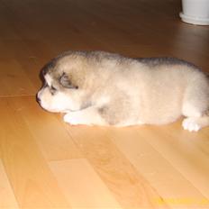 Alaskan malamute Yellow Snow's Brave Aslan