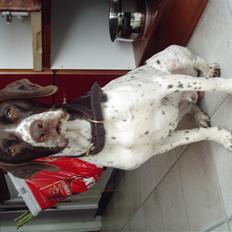 Gammel dansk hønsehund MIlo