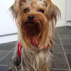 Yorkshire terrier Fiona