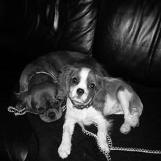 Cavalier king charles spaniel Maggie