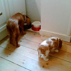 Cavalier king charles spaniel Maggie