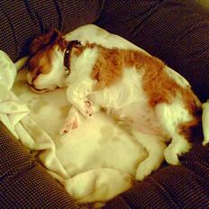 Cavalier king charles spaniel Maggie