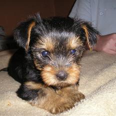 Yorkshire terrier Fiona