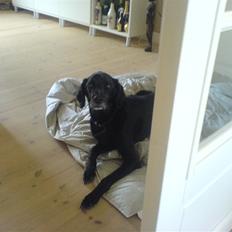 Blanding af racer Frans <3 RIP :(