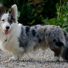 Welsh corgi cardigan Snuggi