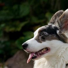 Welsh corgi cardigan Snuggi