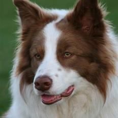 Border collie RHLP1 Asasara Du Er Salsa