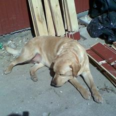 Labrador retriever Pongo