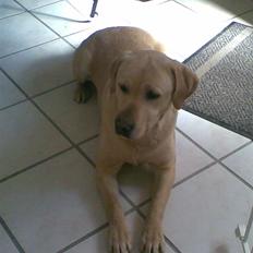 Labrador retriever Pongo