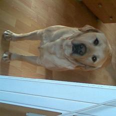 Labrador retriever Pongo