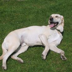 Labrador retriever Bonzo (Formel 1)