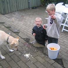 Labrador retriever Bonzo (Formel 1)