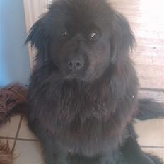 Newfoundlænder Cindy