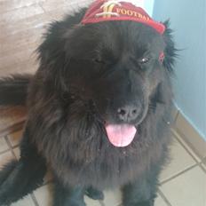 Newfoundlænder Cindy