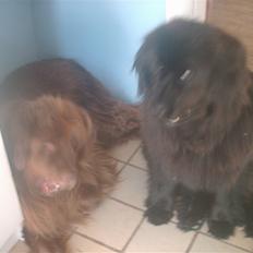 Newfoundlænder Cindy